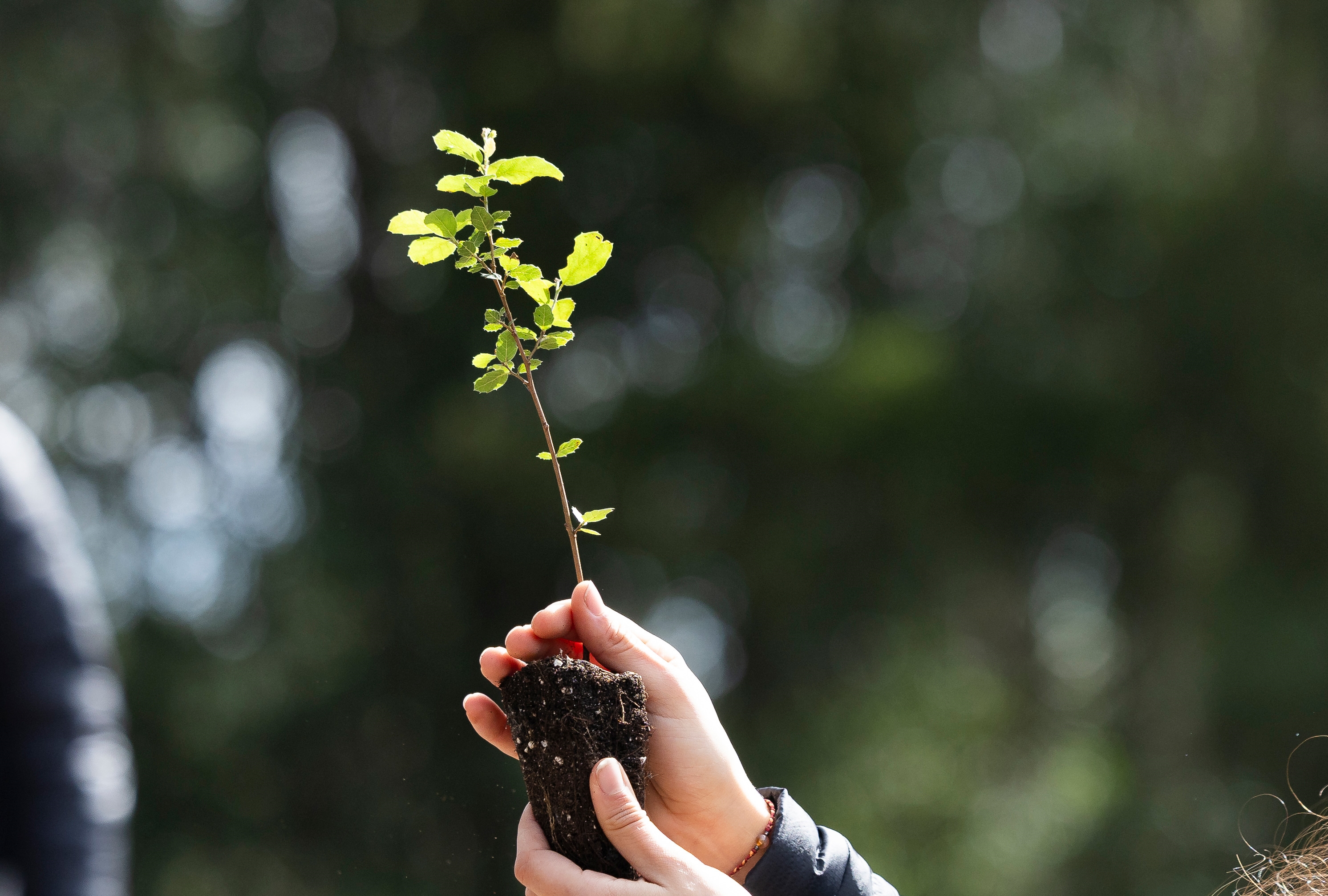 Compensação ambiental