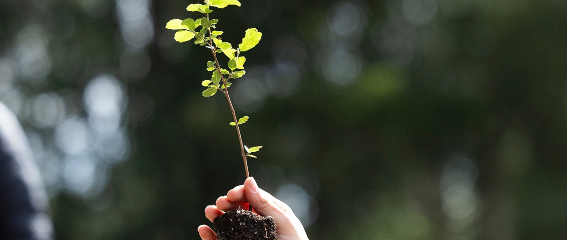 Contribuição voluntária para projetos de restauro ecológico