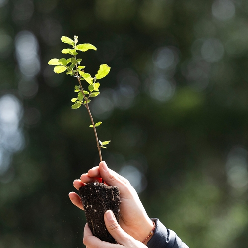 Contribuição voluntária para projetos de restauro ecológico