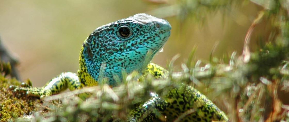 Répteis e outra Fauna da Serra de Sintra