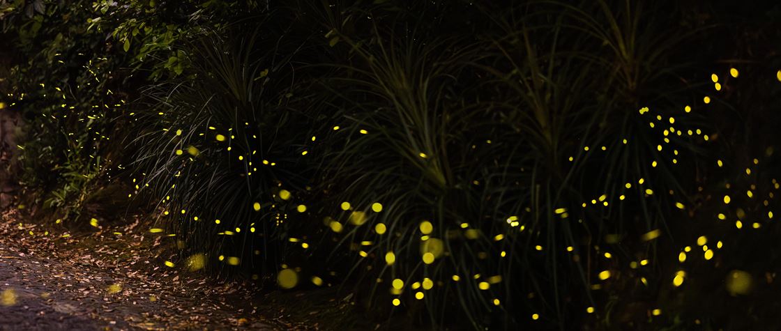 Pirilampos e outra fauna noturna