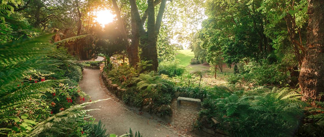 Homero Steinbeck e os morcegos vampiro