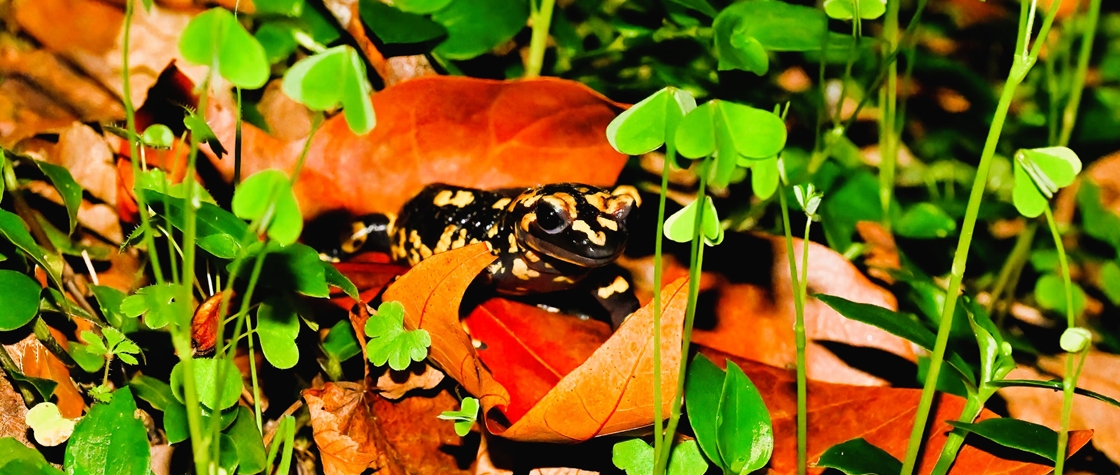 Amphibians and other night Fauna