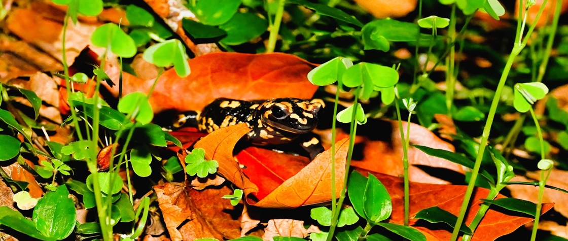 Amphibians and other night Fauna