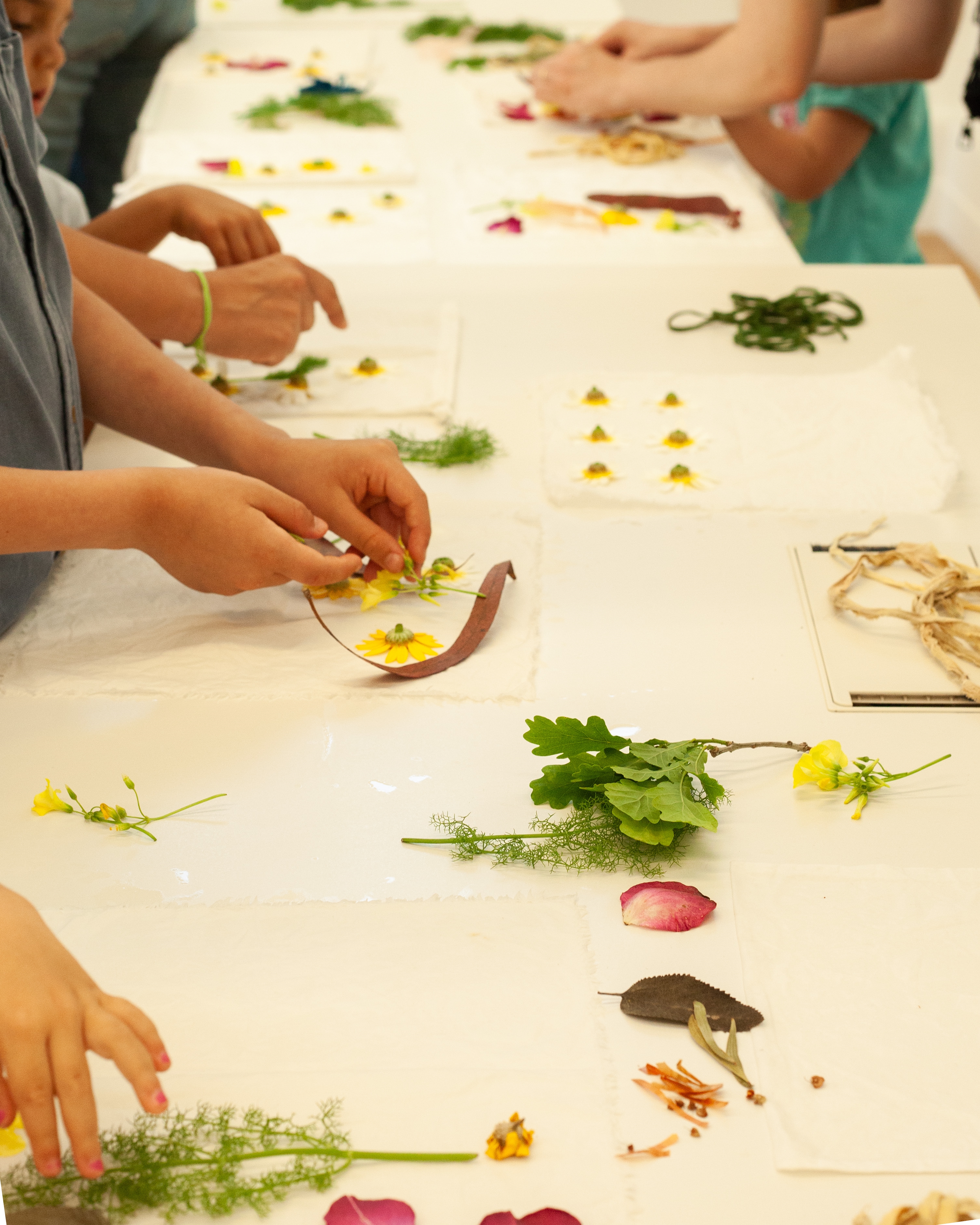 Histórias das Plantas: passeio e oficina de impressão botânica