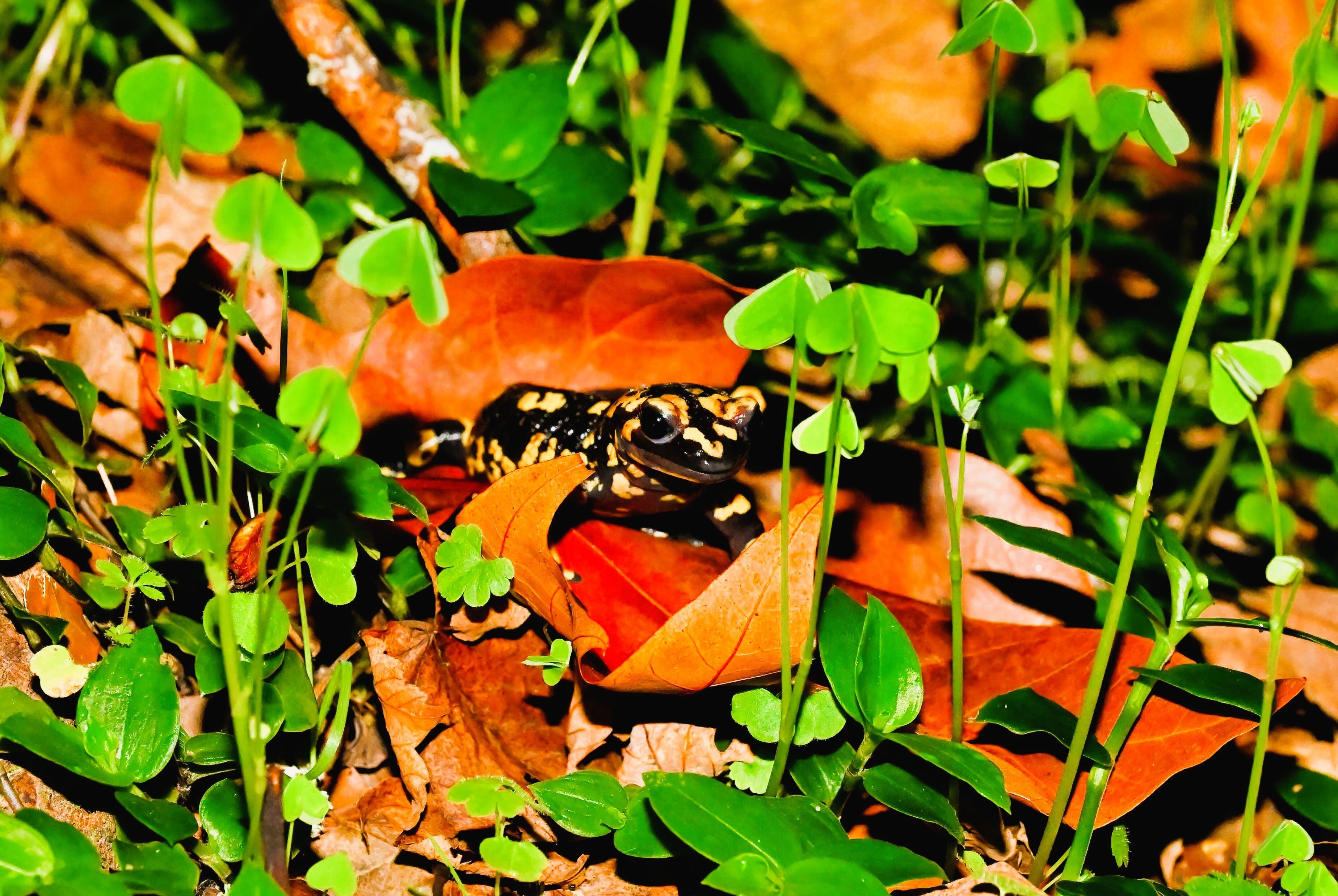 Amphibians and Other night Fauna