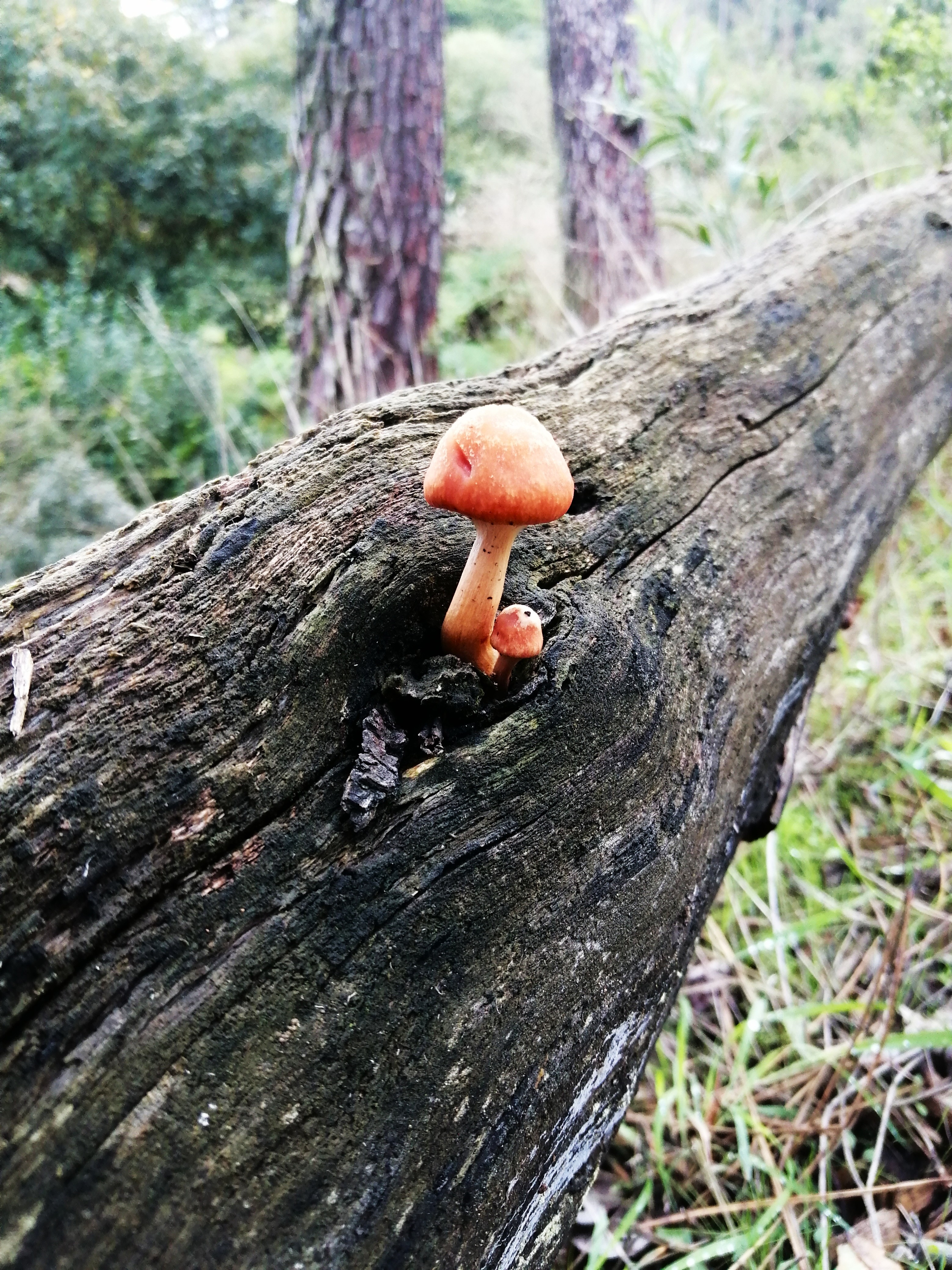 Mushrooms and Other Fungi of the Sintra Mountains