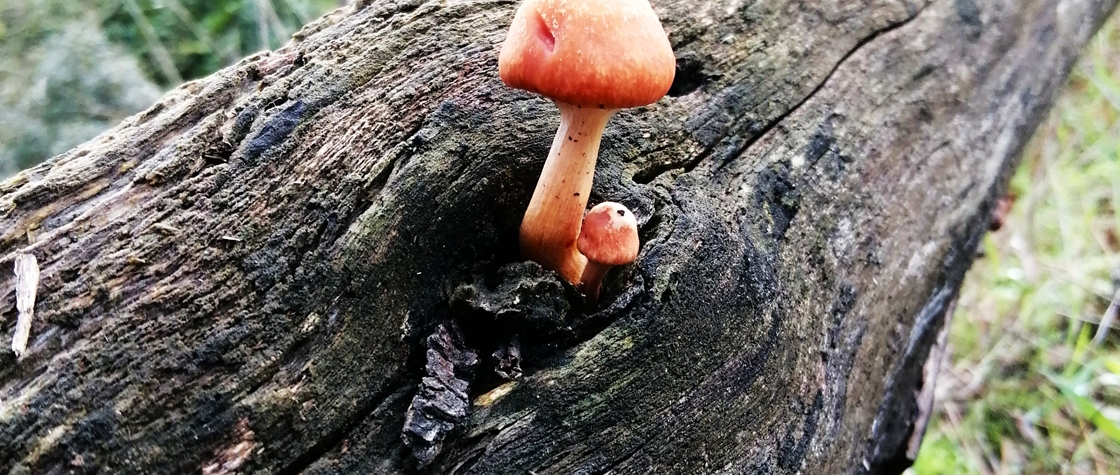 Mushrooms and other Fungi at the Convent of the Capuchos