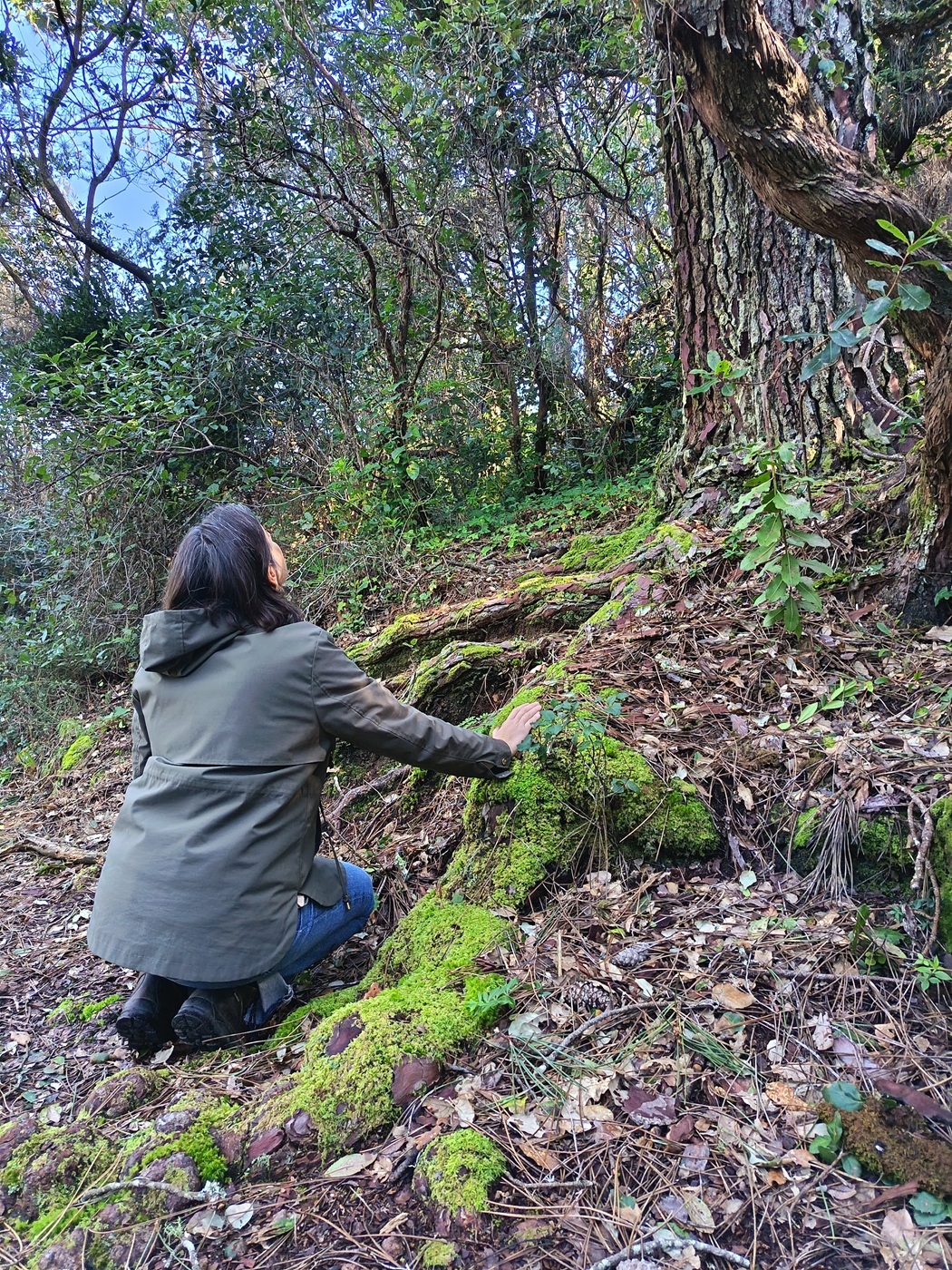 Forest Mind - Enraizar e Fortalecer