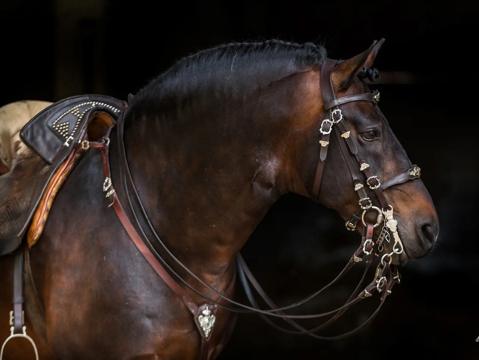 Creation and Selection of the Lusitano Horse for Equestrian Art and Training/Dressage