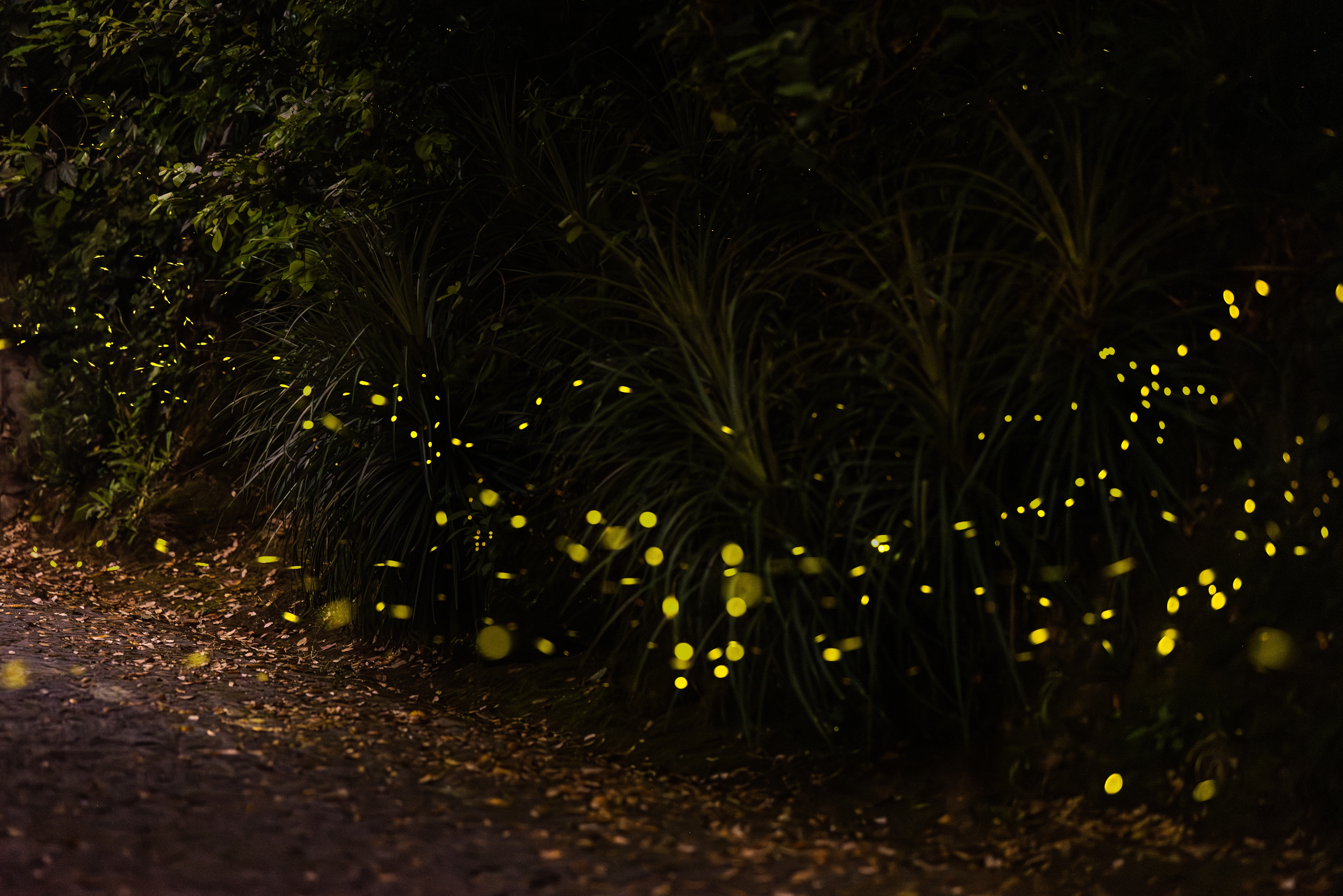Pirilampos e outra fauna noturna