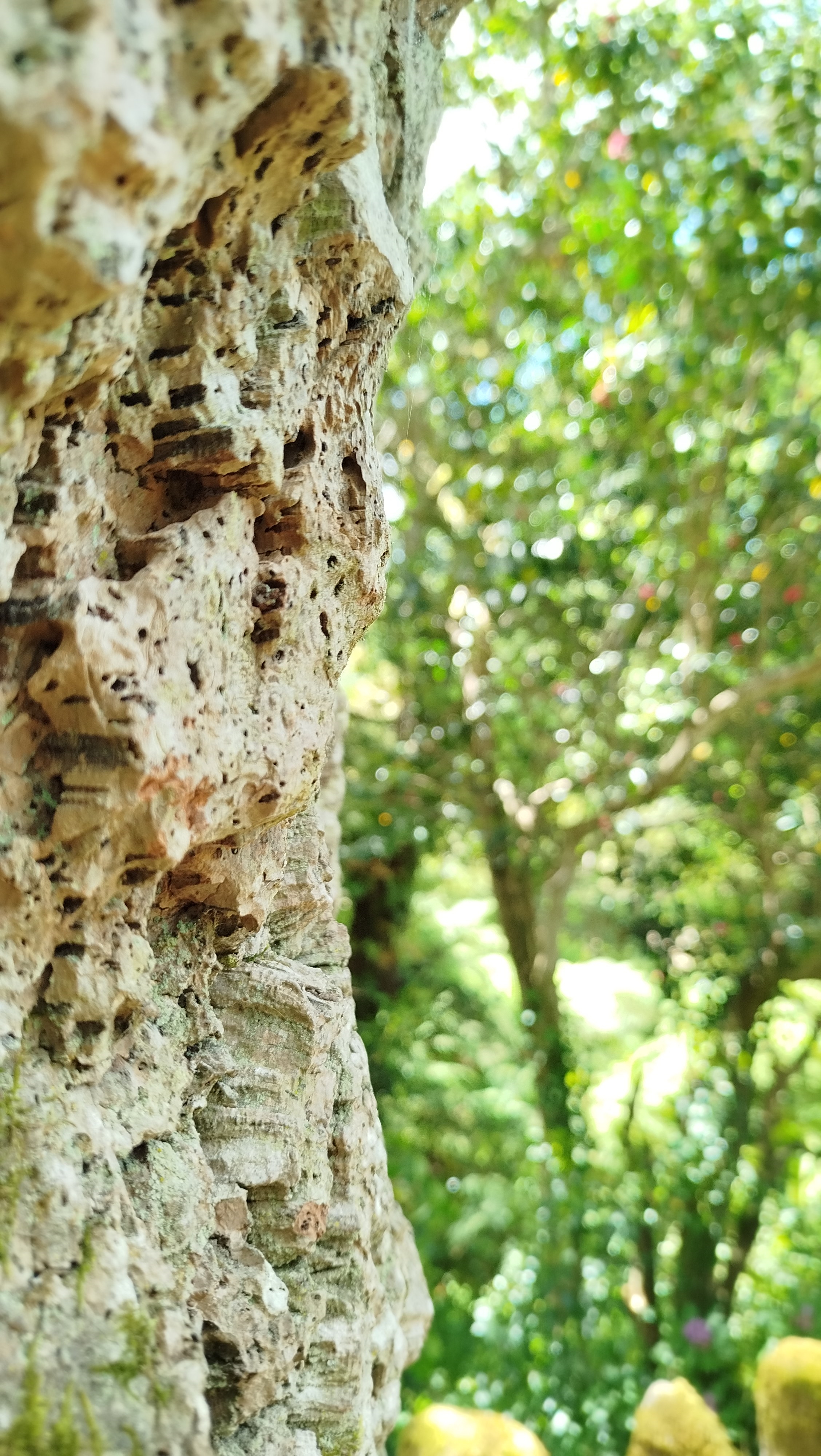 Forestminds, saúde e bem-estar na Floresta