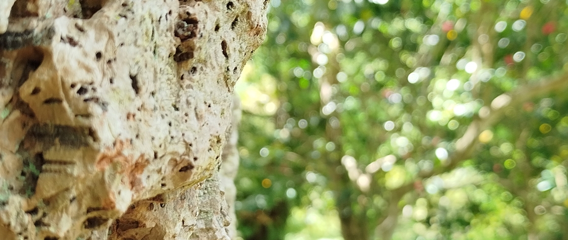 Forestminds: Health and Well-being in the Forest