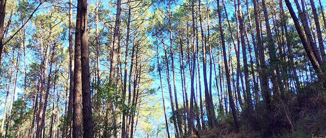ForestMinds