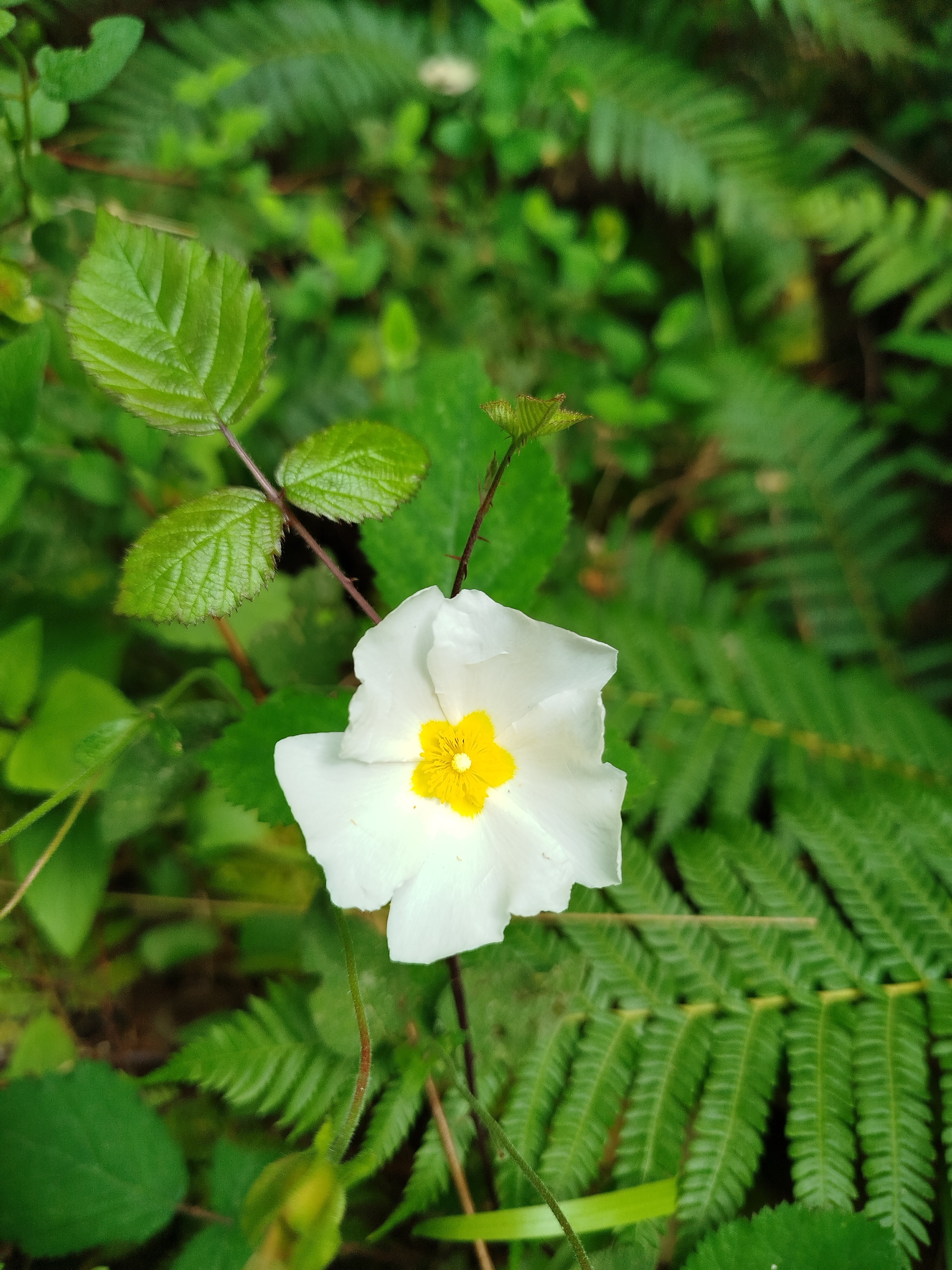 ForestMinds – The fullness of summer