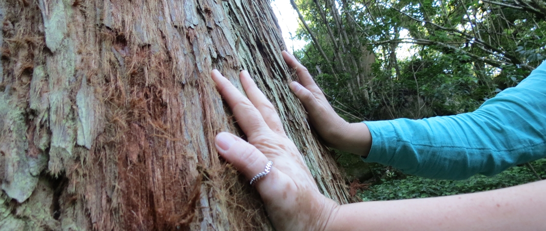 Forestminds - Saúde e bem-estar na Floresta