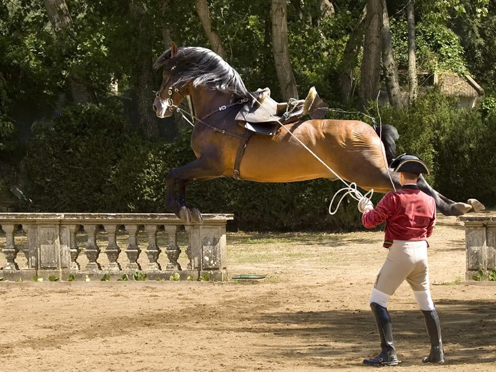 Basic Principles of Equine Biomechanics and Training