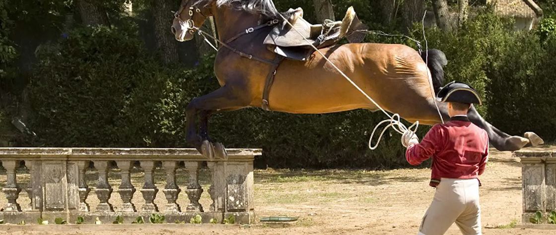Basic principles of equine biomechanics and training