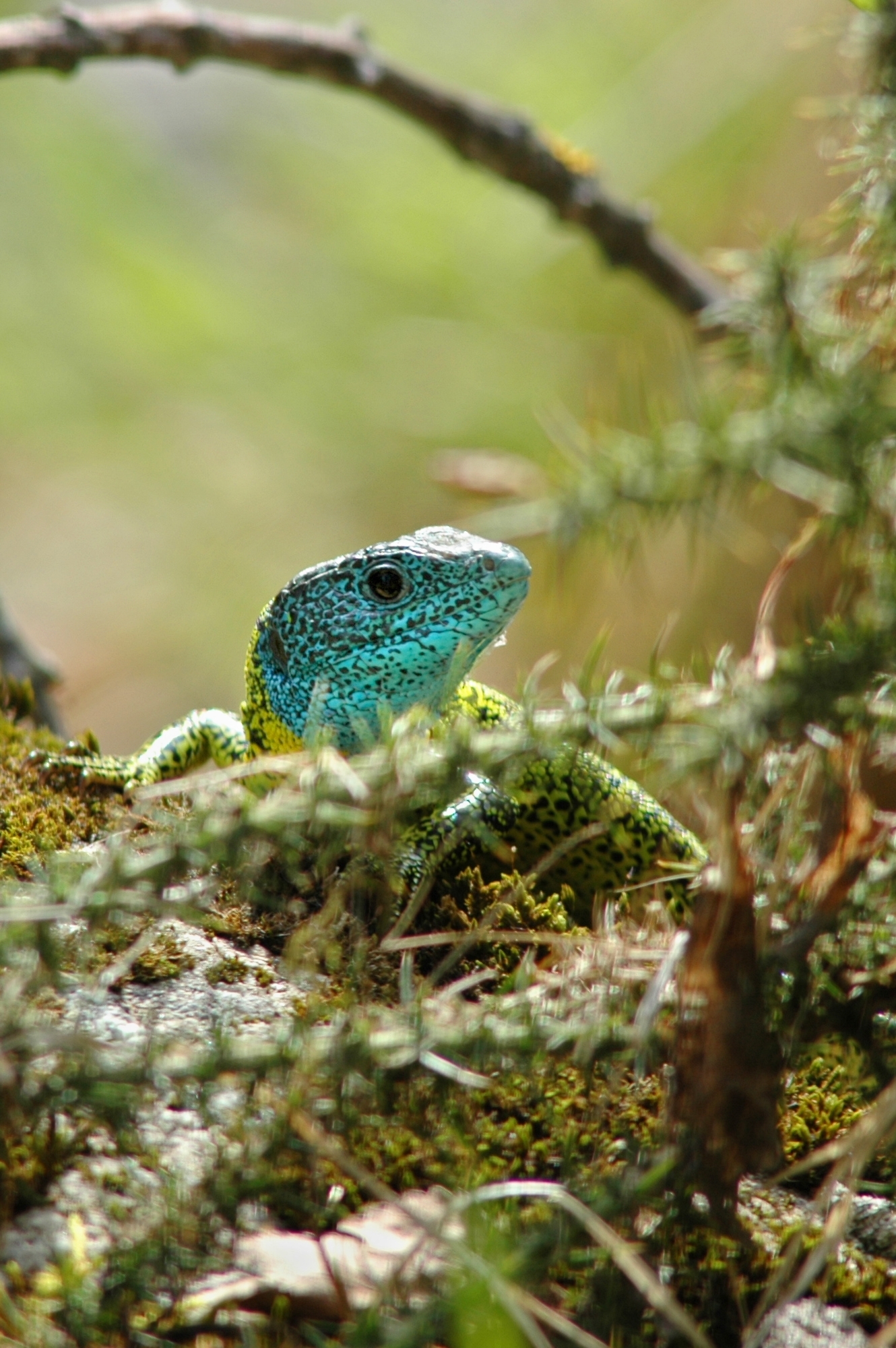 Répteis e outra Fauna da Serra de Sintra
